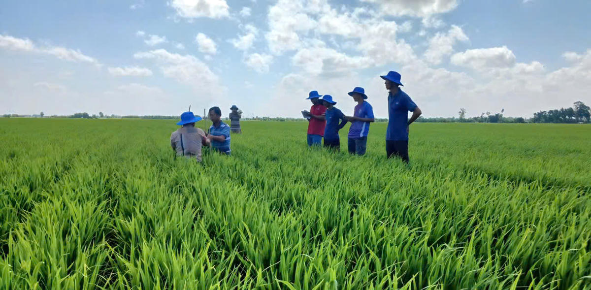 Nông dân Hợp tác xã Dịch vụ nông nghiệp Hồng Phát ( xã Vĩnh Thanh, tỉnh Cà Mau) tham gia Đề án 1 triệu ha lúa chất lượng cao, phát thải thấp. Ảnh: Nguyên Du