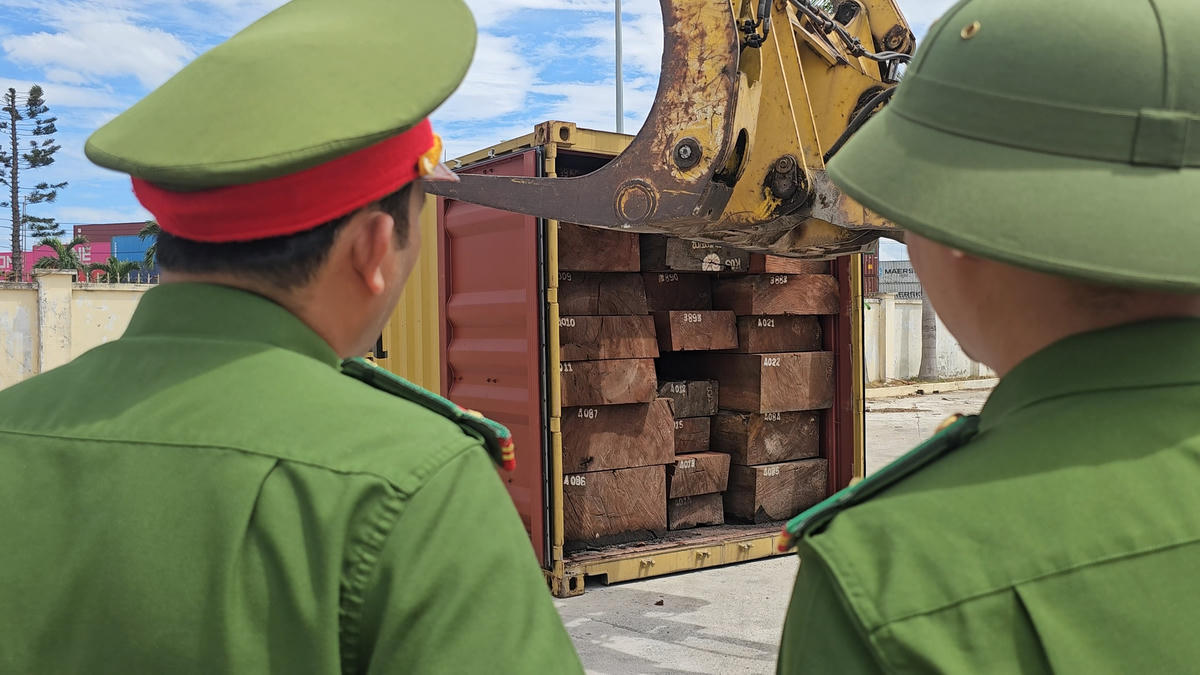 Lực lượng Công an tỉnh Gia Lai tạm giữ hơn 1,1 tấn ngà voi giấu tinh vi trong 3 container gỗ. Ảnh: CA tỉnh Gia Lai.