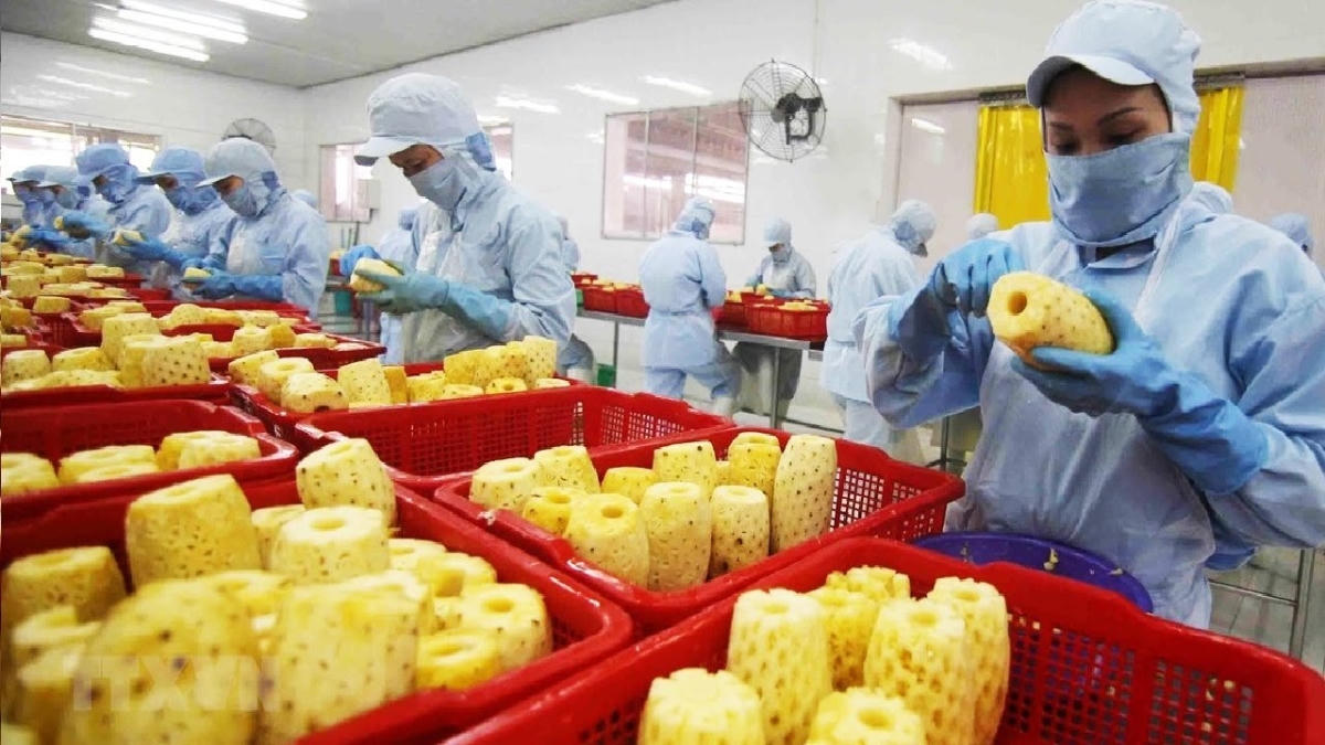 Chế biến sâu mở dư địa cho xuất khẩu trái cây