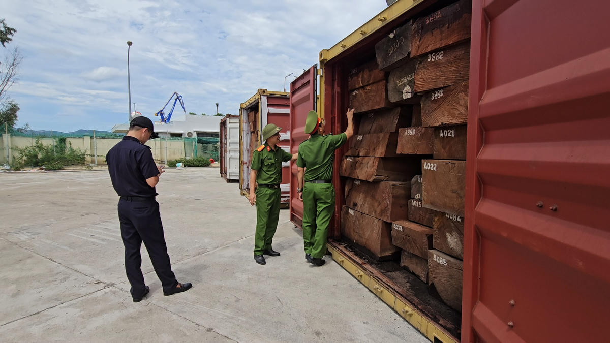 Lực lượng Công an tỉnh Gia Lai phát hiện hơn 1,1 tấn ngà voi giấu tinh vi trong 3 container gỗ. Ảnh: CA tỉnh Gia Lai.