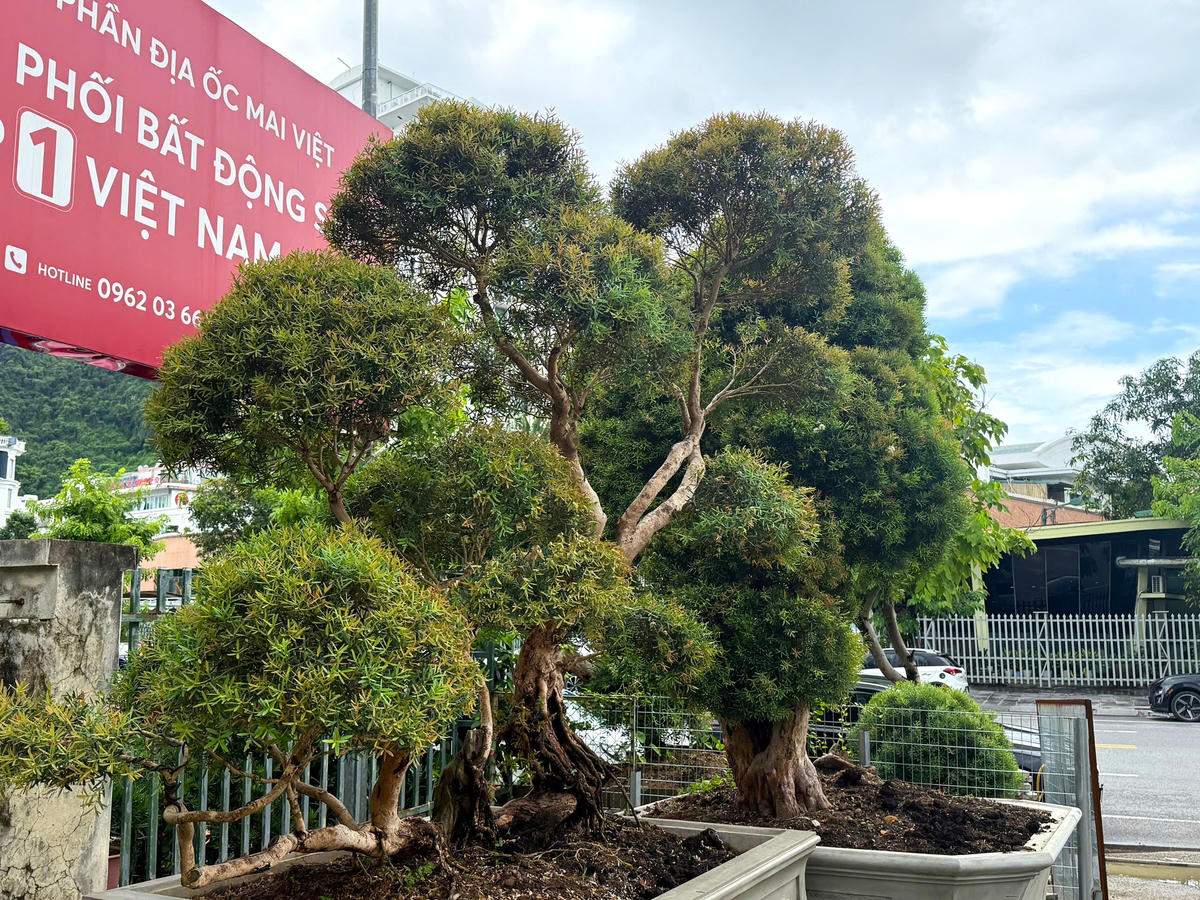 Khoảng trống phía sau ‘cơn sốt’ trâm suối
