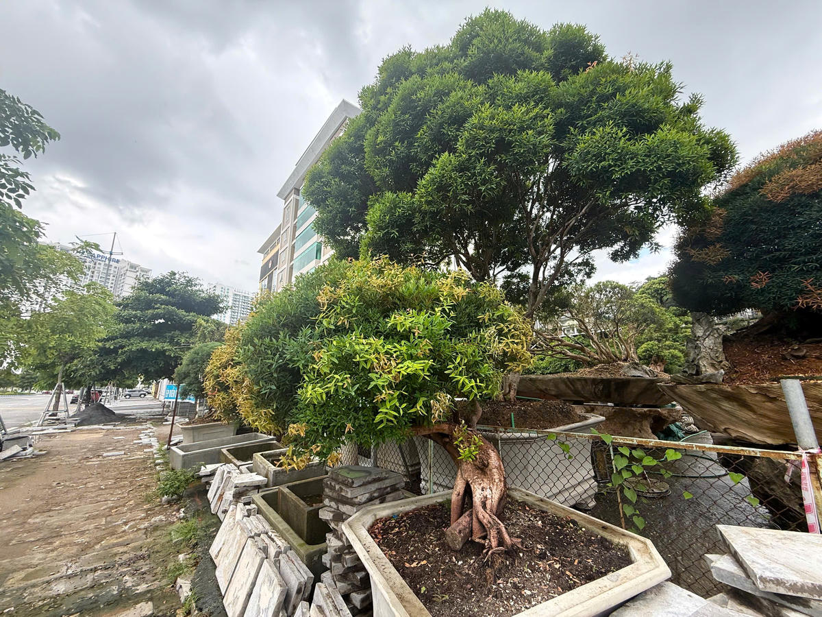 Khoảng trống phía sau ‘cơn sốt’ trâm suối