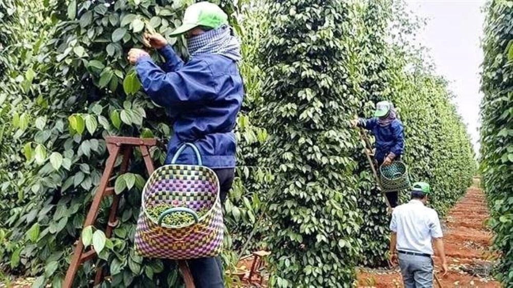 Xuất khẩu hồ tiêu: Gỡ điểm nghẽn, giữ đà tăng trưởng