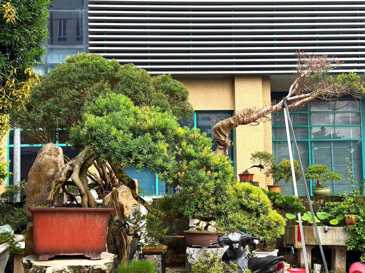 Khoảng trống phía sau ‘cơn sốt’ trâm suối