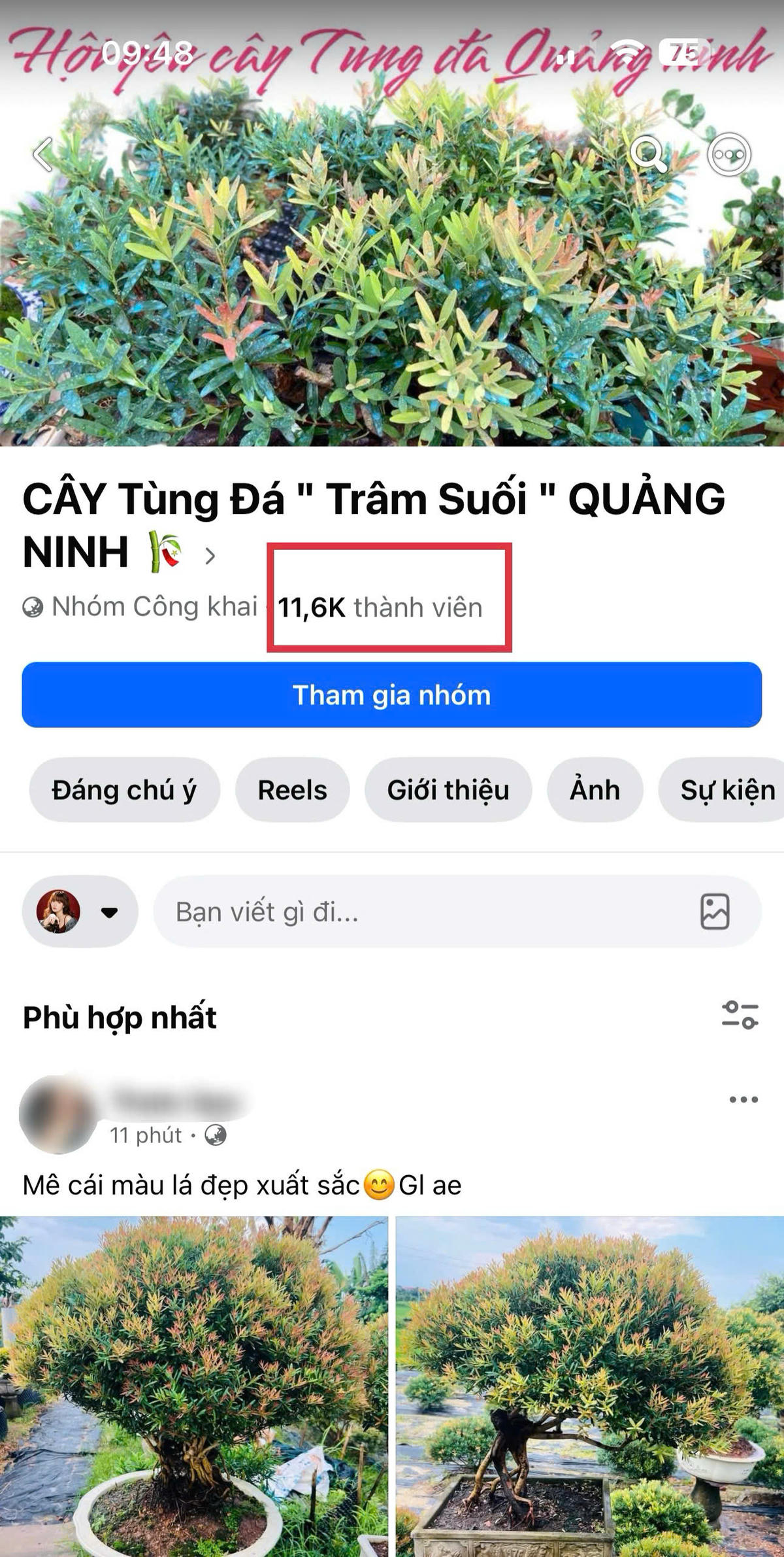 Khoảng trống phía sau ‘cơn sốt’ trâm suối