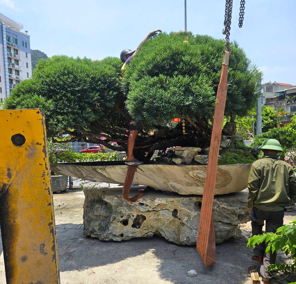 Trong một lần khảo giá, gốc trâm suối khủng này được rao với mức giá 3,3 tỷ đồng.