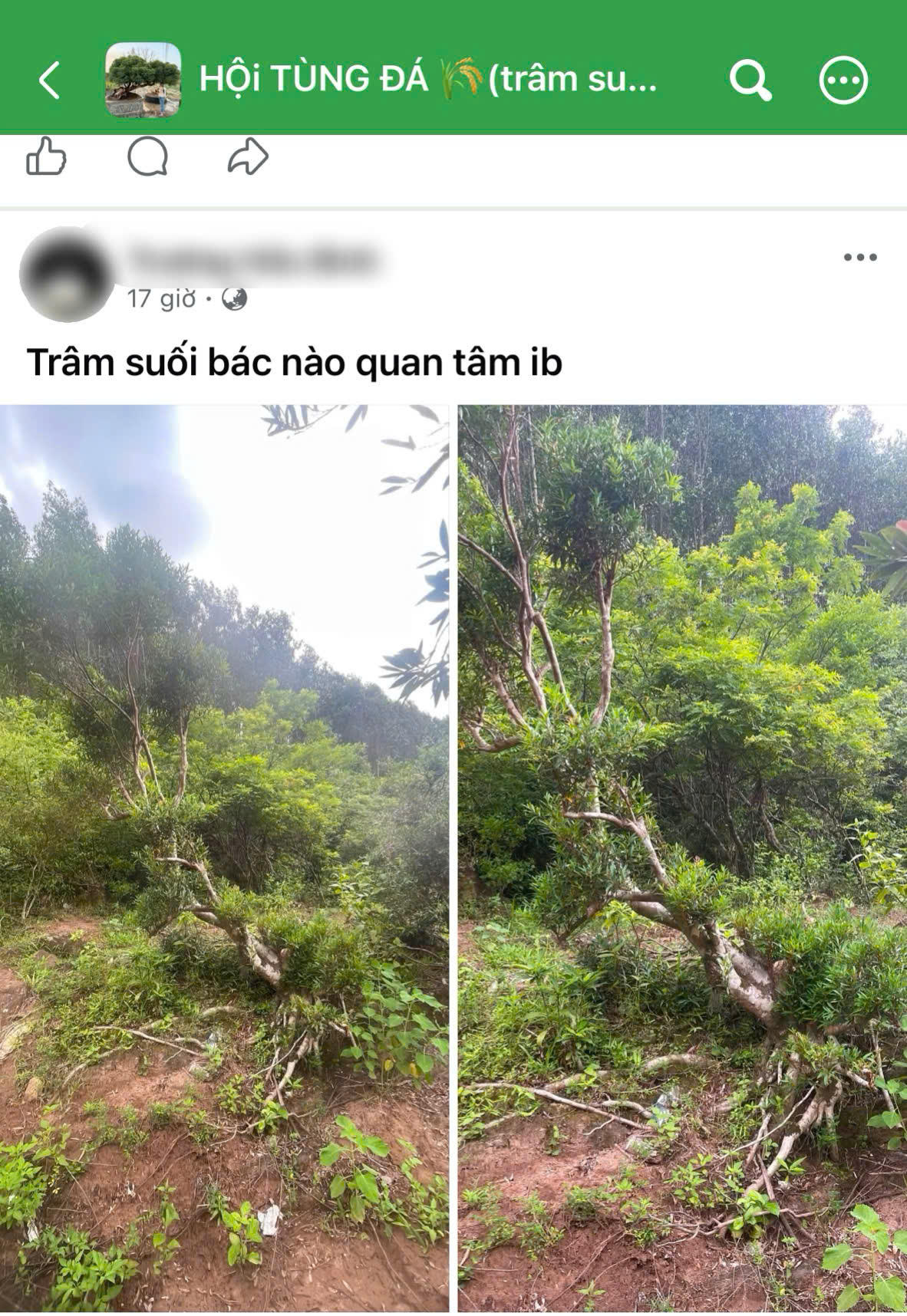 Khoảng trống phía sau ‘cơn sốt’ trâm suối