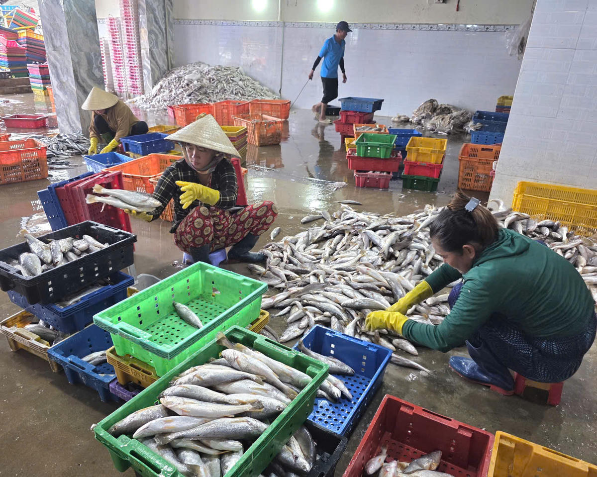 Chị Lê Thị Bé - một tiểu thương thoăn thoắt lựa cá để kịp mang ra chợ bán chia sẻ: “Giờ sản lượng cá không nhiều bằng những năm trước, cá ngừ, cá đuối nhiều lắm giờ ít dần. Tôi chủ yếu mua các loại cá đù, cá đổng, mực bán lại kiếm lời. Nghề này thấy vậy chứ vất vả lắm phải dậy sớm tranh thủ mua hàng mang ra cho kịp chợ tuy cực mà vui", chị Bé nói. Ảnh: Nguyên Du