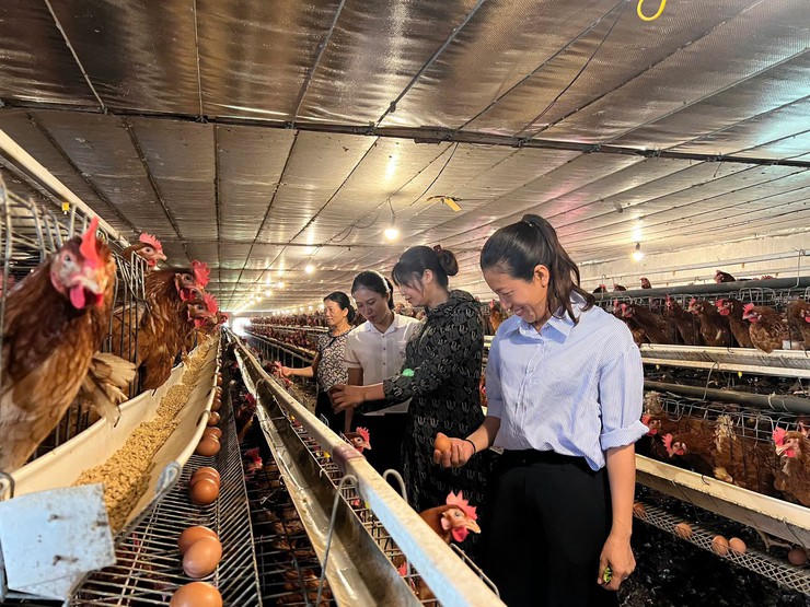 Mô hình sản xuất trứng gà của hộ ông Vũ Văn Hổ - sản phẩm đạt chứng nhận OCOP 3 sao.Ảnh: T.L