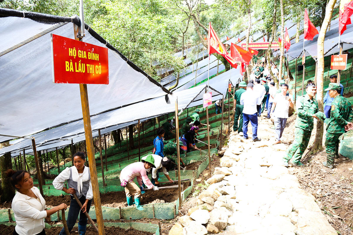 Mỗi hộ dân được bố trí từ 2 đến 3 luống trồng Sâm tùy vào số nhân khẩu trong gia đình.