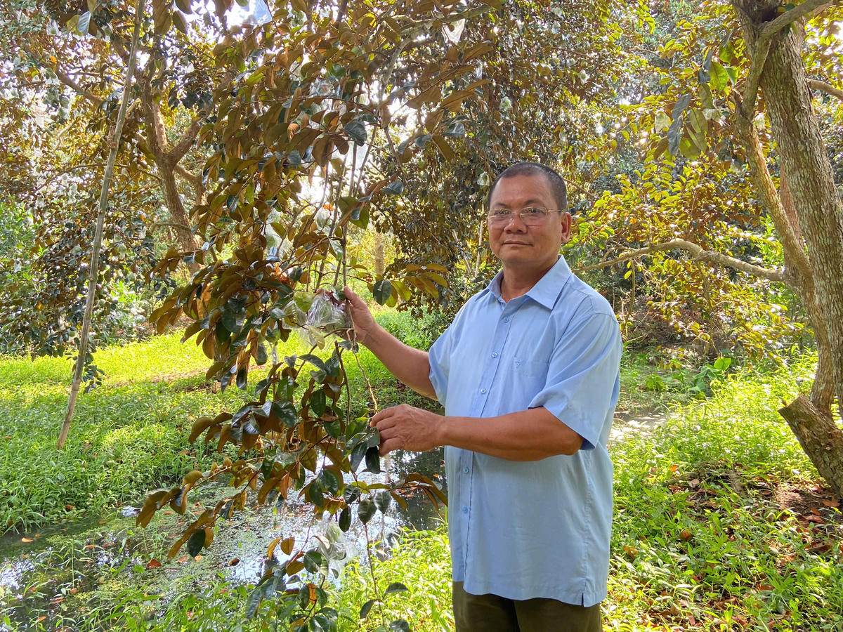 Ông Hồ Văn Hội mạnh dạn ứng dụng biện pháp bao trái vú sữa từ khi trái còn nhỏ để hạn chế sâu bệnh tấn công. Ảnh: NVCC