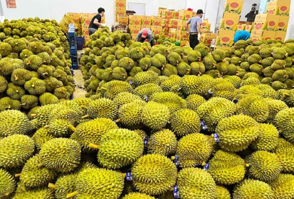 Xuất khẩu sầu riêng: Đứng trước cơ hội bứt phá
