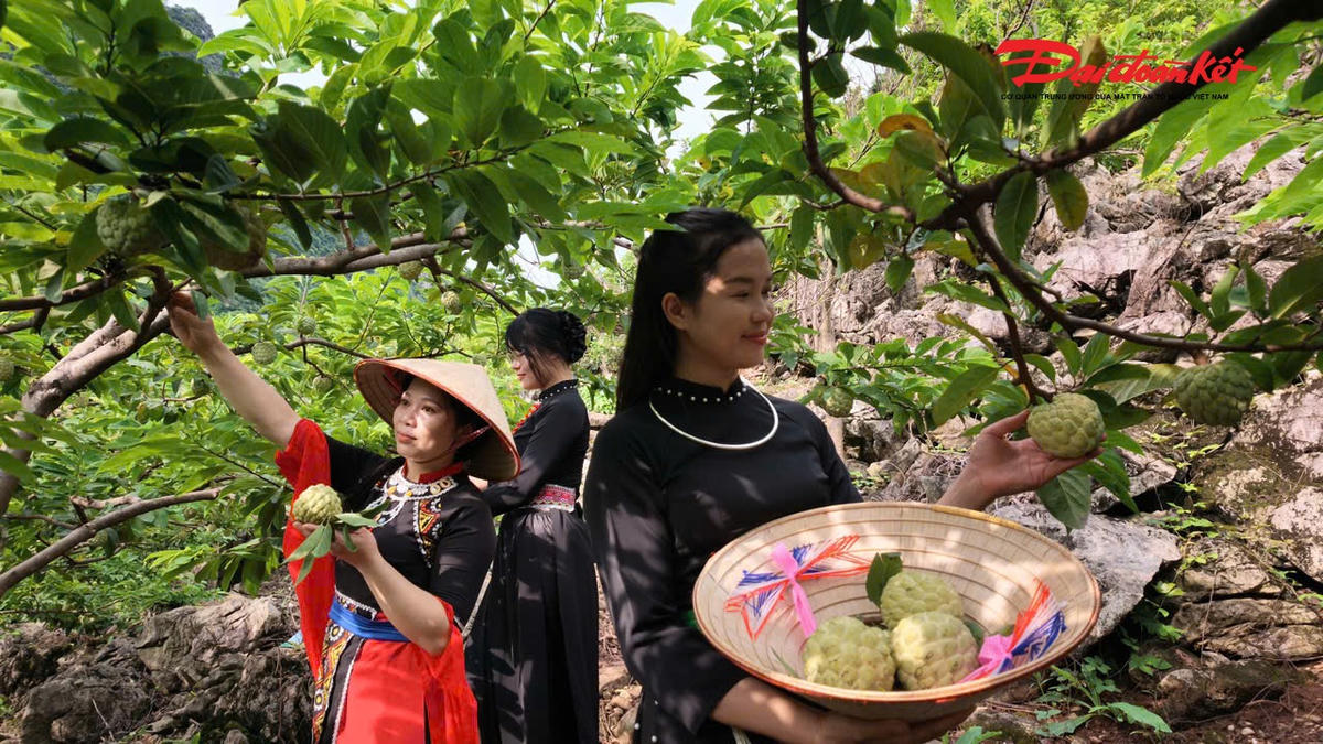 Người bản địa trồng na ở trên những núi đá vôi đã cho hiệu quả về năng suất, chất lượng mà nơi khác không có được.