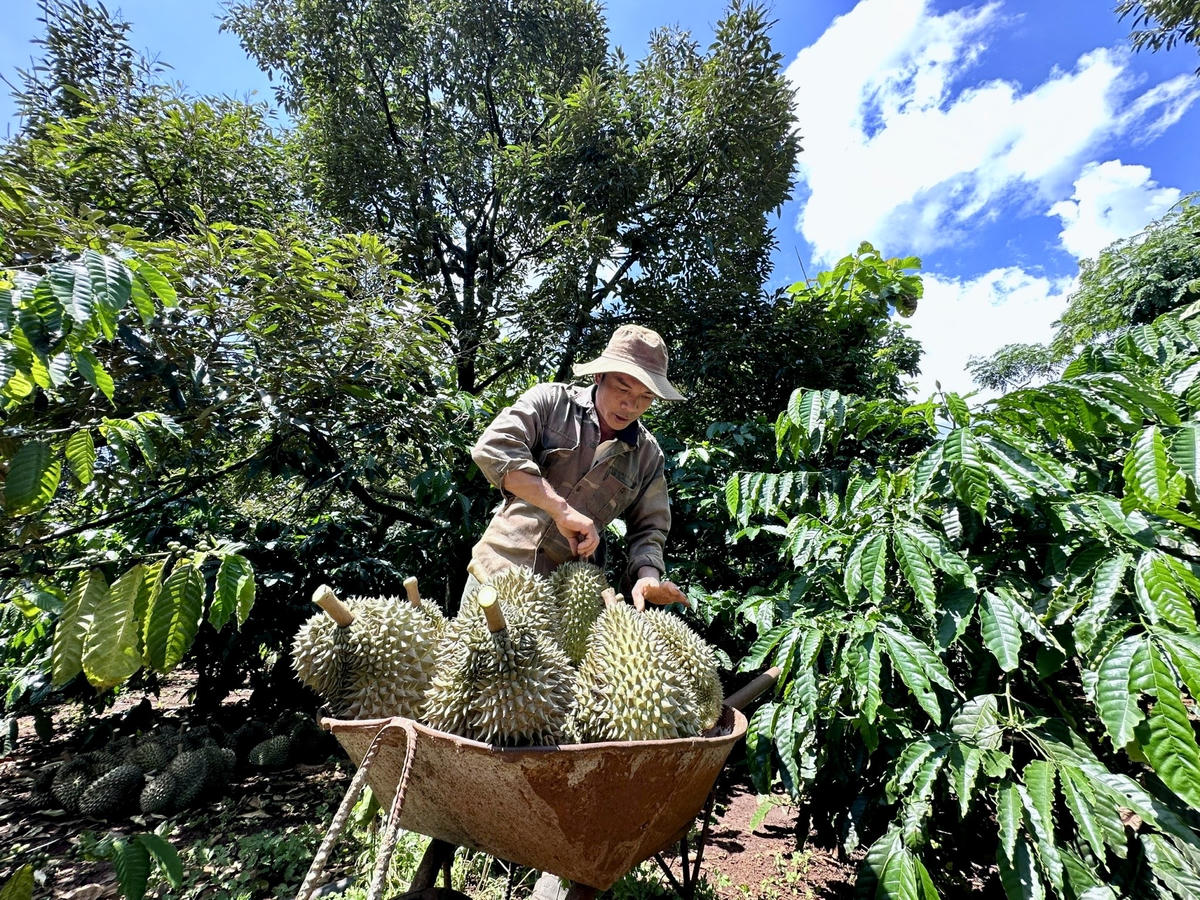 Đắk Lắk hiện có khoảng 45.000 ha sầu riêng. Ảnh: Thanh Nga.