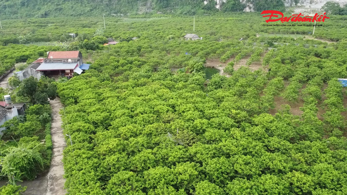 Những năm gần đây, các cơ quan chuyên môn của tỉnh Thái Nguyên đã hỗ trợ người dân nguồn cây giống, hướng dẫn kỹ thuật để người dân trồng thử nghiệm xuống vườn nhà và ruộng đã đem lại hiệu quả cao hơn dự kiến.