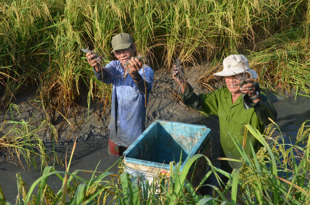 Thu hoạch tôm càng xanh ở xã Vĩnh Phước, tỉnh Cà Mau. Ảnh: Nguyên Du