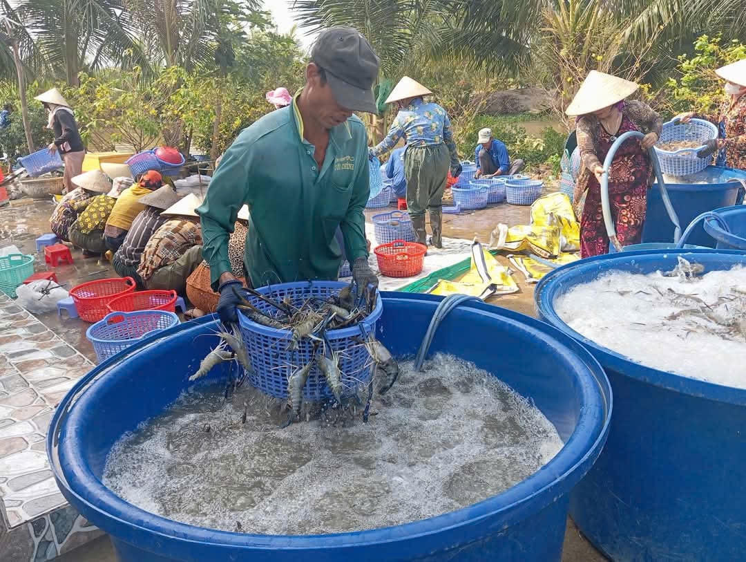 Đưa tôm càng xanh đi xuất khẩu mở ra hướng đi đầy triển vọng cho hàng chục ngàn hộ dân gắn bó với mô hình lúa - tôm ở Cà Mau. Ảnh: Nguyên Du