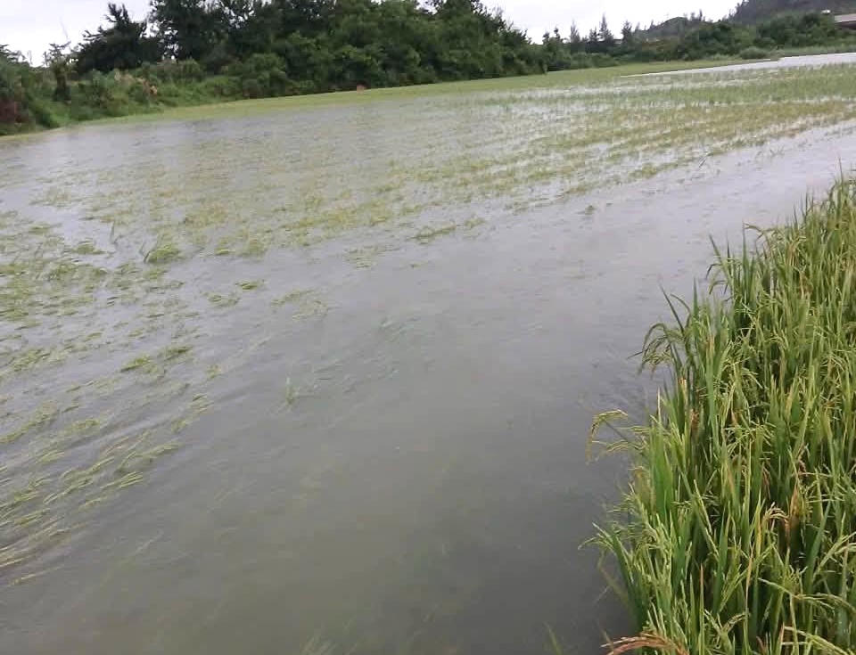 Hà Tĩnh: Mưa lớn gây ngập cục bộ, nhiều diện tích lúa gãy đổ