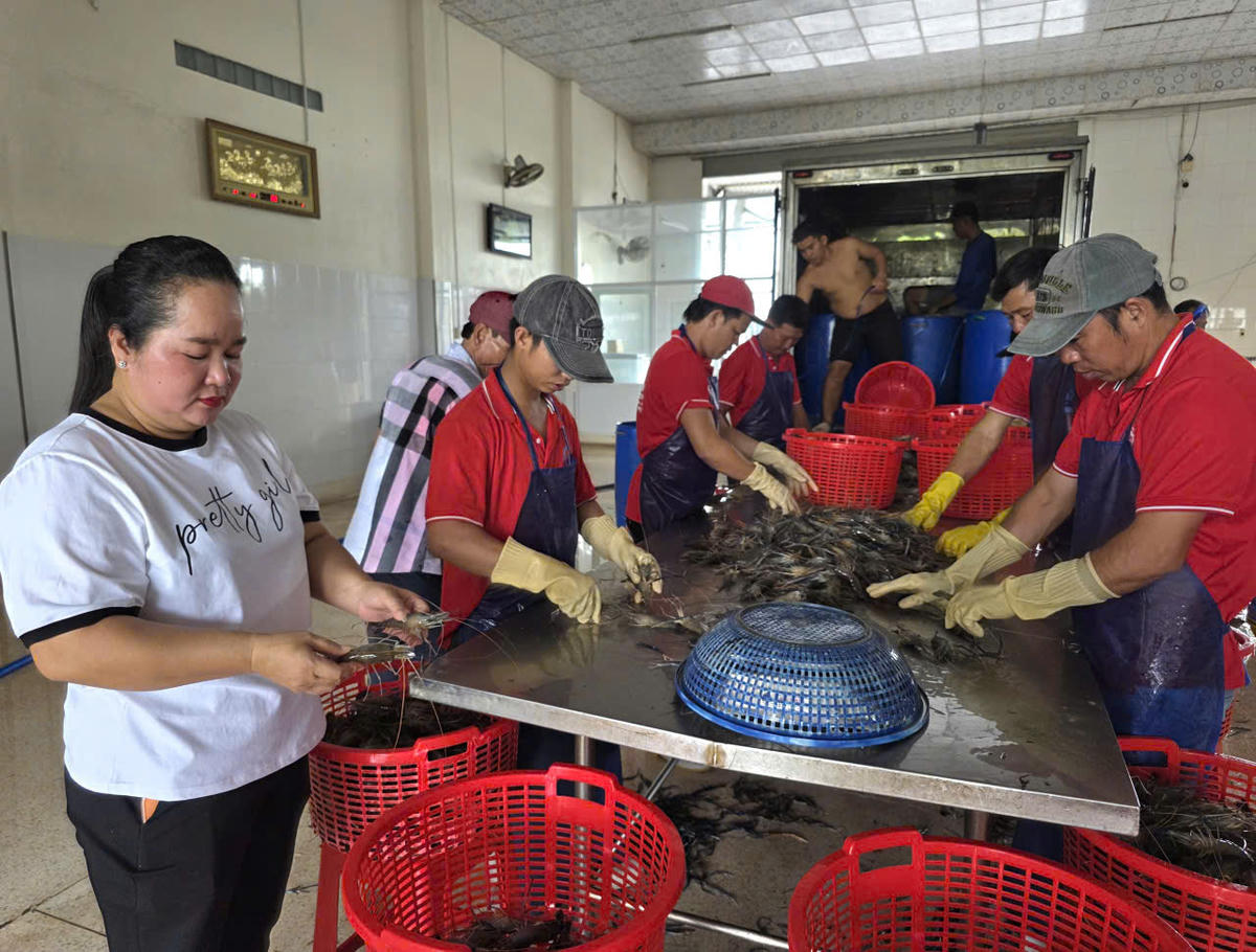 Công nhân kiểm tra tôm càng xanh trước khi chế biến. Ảnh: Nguyên Du
