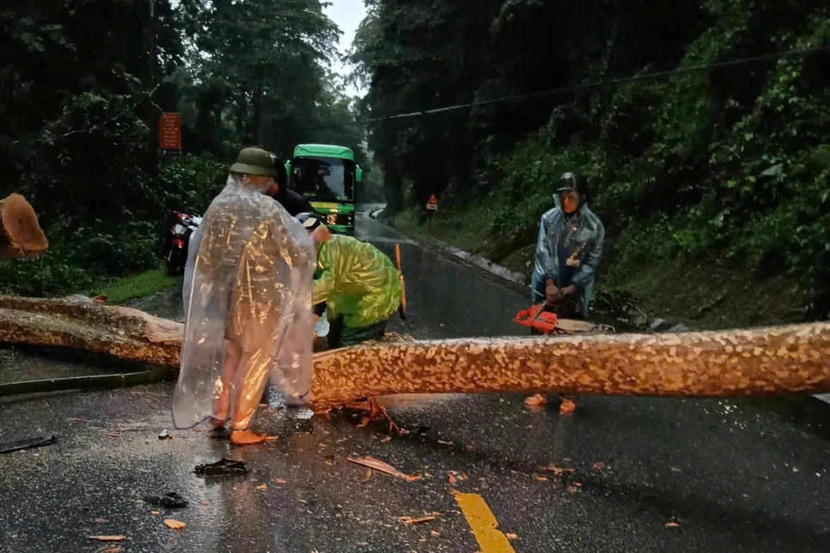 Một cây lớn đổ gãy trên QL7 đoạn qua xã Tam Quang, Nghệ An.