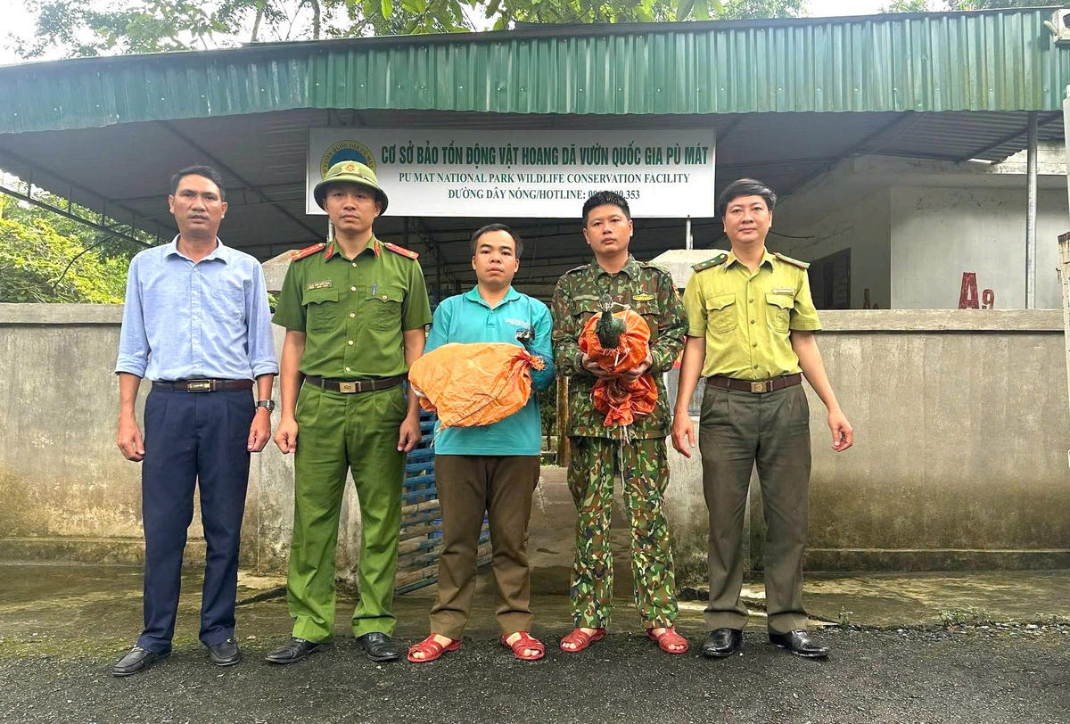 Trước đó, trong lúc làm đồng anh Thuyết phát hiện 2 cá thể công sau đó bàn giao cho cơ quan chức năng để được cứu hộ, chăm sóc. Ảnh: NT