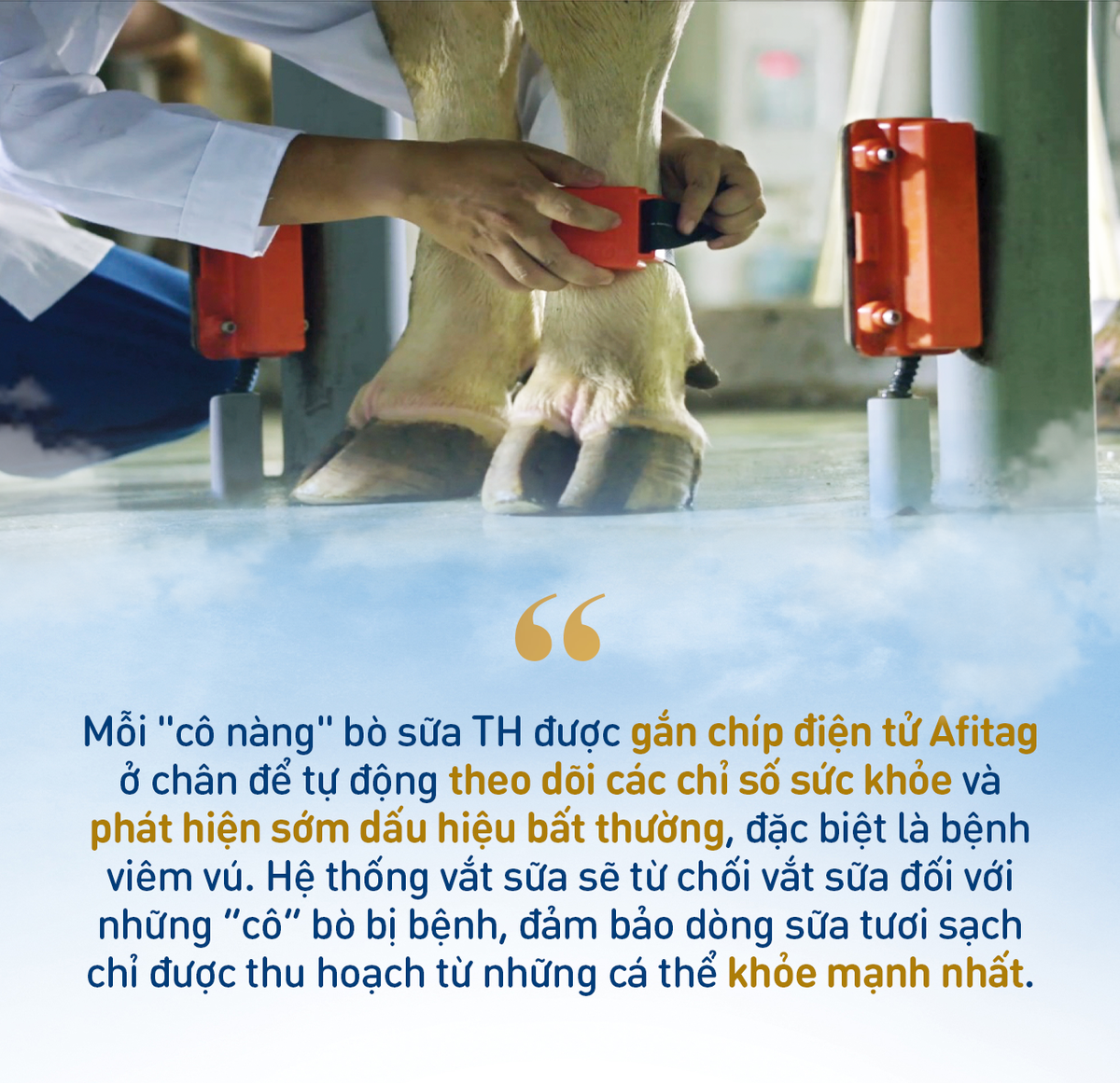 Những điểm nhấn làm nên chất lượng hàng đầu của sữa tươi sạch TH true MILK