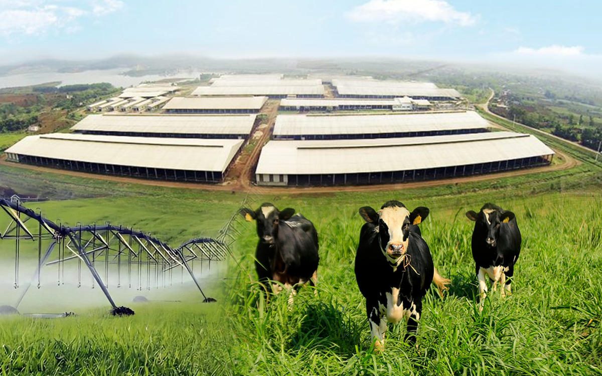 Những điểm nhấn làm nên chất lượng hàng đầu của sữa tươi sạch TH true MILK
