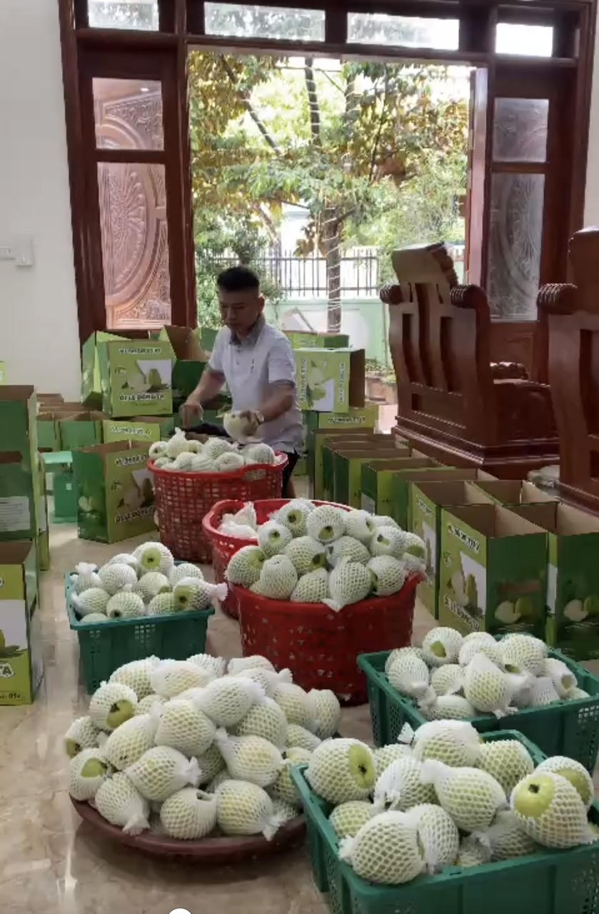 Mô hình trồng ổi lê giúp nông dân Hải Phòng thu 150-170 triệu đồng/mẫu