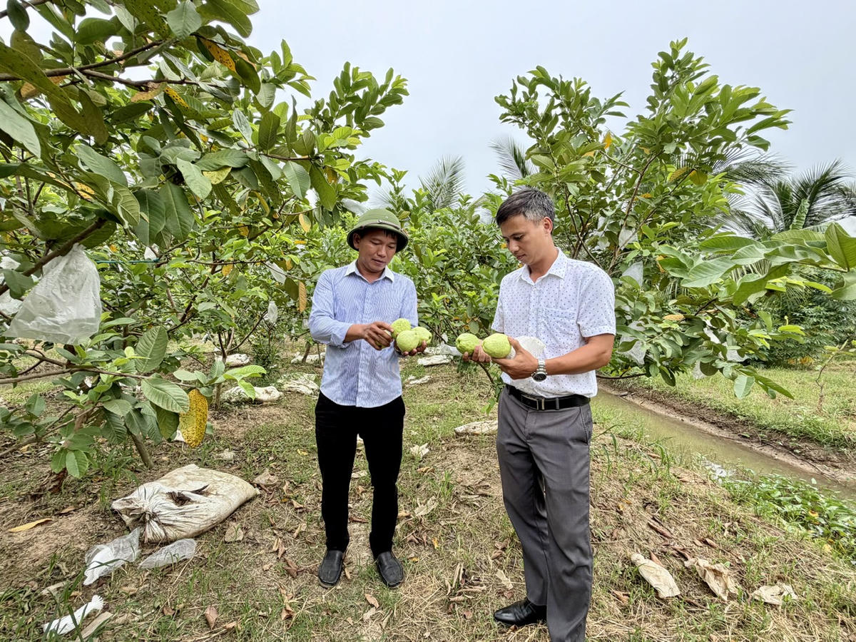 Anh Phạm Văn Nam (trái) và Chủ tịch Hội Nông dân xã Vĩnh Bảo (TP Hải Phòng) trao đổi kinh nghiệm chăm sóc ổi lê Đông Tạ. Ảnh: PT.