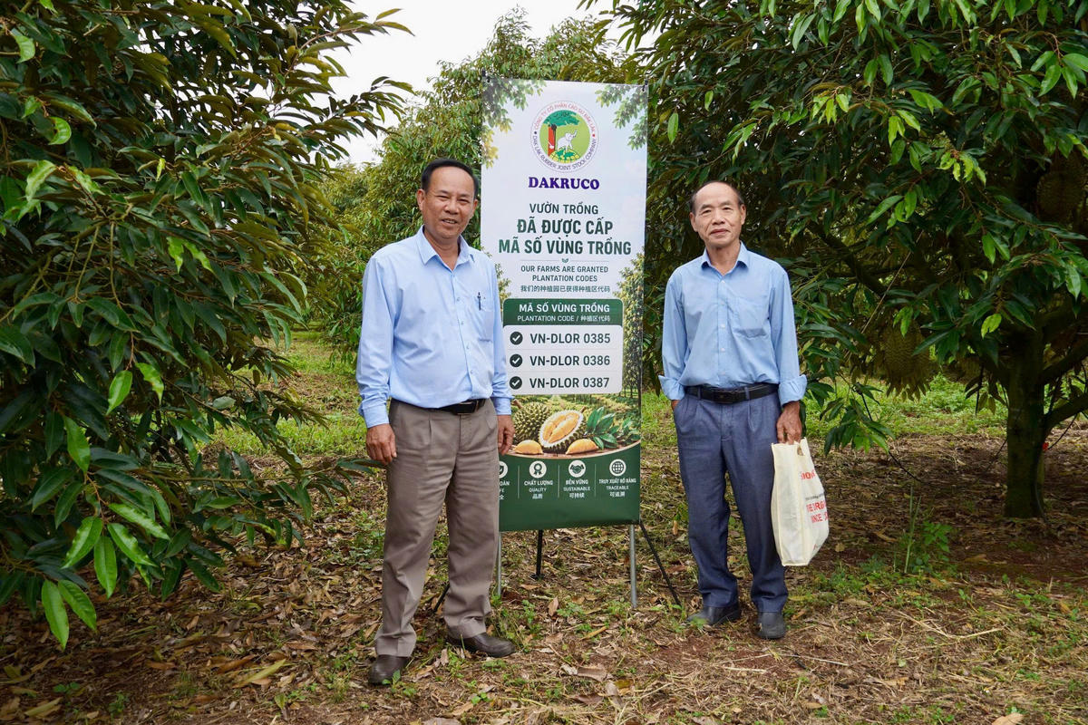 Đại diện Công ty Cổ phần Cao su Đắk Lắk (Dakruco) bên vườn sầu riêng vừa được cấp mã số vùng trồng, đáp ứng tiêu chuẩn an toàn, chất lượng và bền vững cho thị trường xuất khẩu.