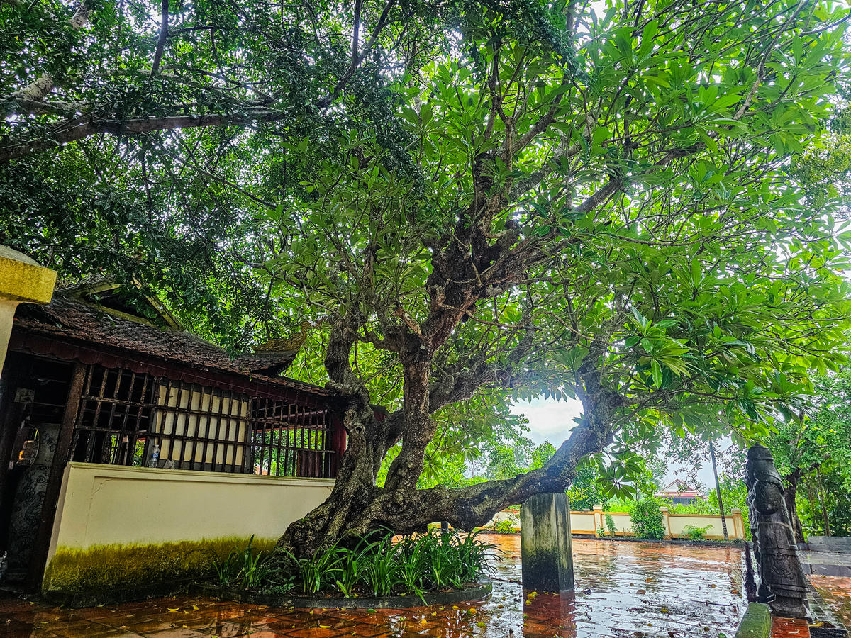 Cùng với hệ thống tượng đá, di tích còn có những cây cổ thụ gắn với không gian lăng, miếu. Ảnh: Đình Minh