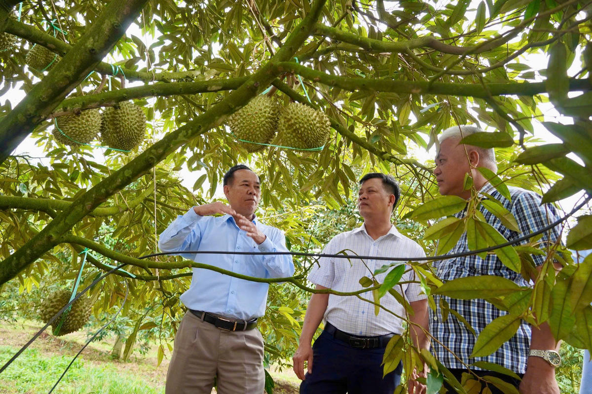 Ông Nguyễn Minh - Tổng Giám đốc công ty giới thiệu mô hình và quy trình chăm sóc cây sầu riêng.