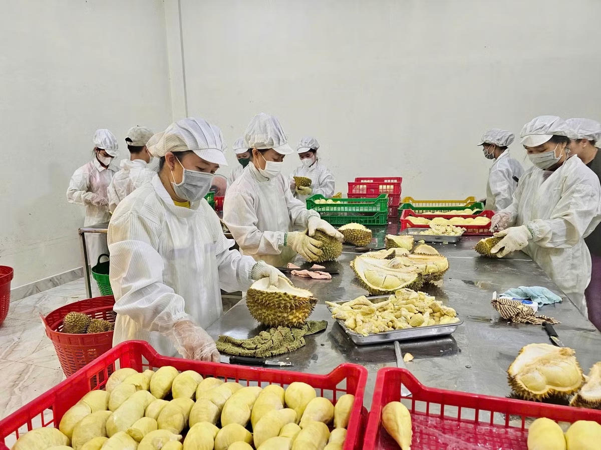 Nâng chất, nâng giá trị trái sầu riêng