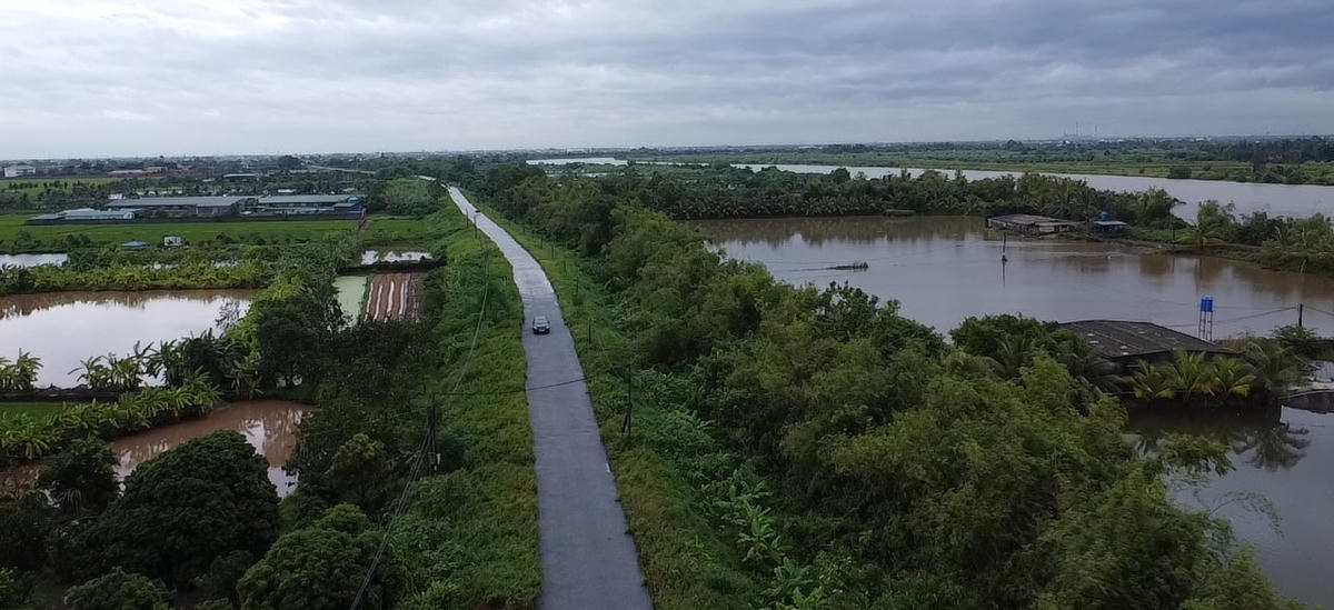 Rặng tre xanh tốt trải dài 4.5km, đoạn qua xã Đông Quan, tỉnh Hưng Yên góp phần bảo vệ tuyến đê tả sông Trà Lý. Ảnh: Duy Hưng.