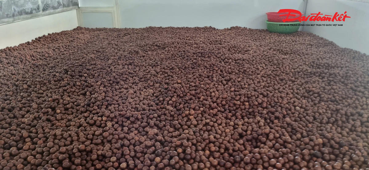 Hạt cây mắc ca được chế biến ngay tại chỗ với nhiều sản phẩm đa dạng. Ảnh: ĐB