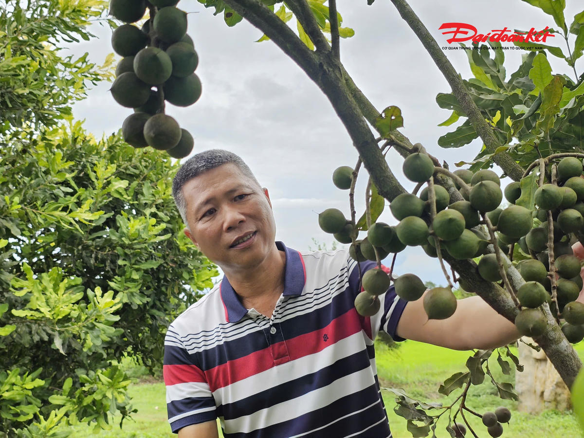 Ông Dương Tiến Thành (55 tuổi) trú xã Nghĩa Đàn, Nghệ An người tiên phong trong việc "tìm lại" cây mắc ca để đưa loài cây "nữ hoàng" làm giàu trên vùng đất khó. Ảnh: ĐB