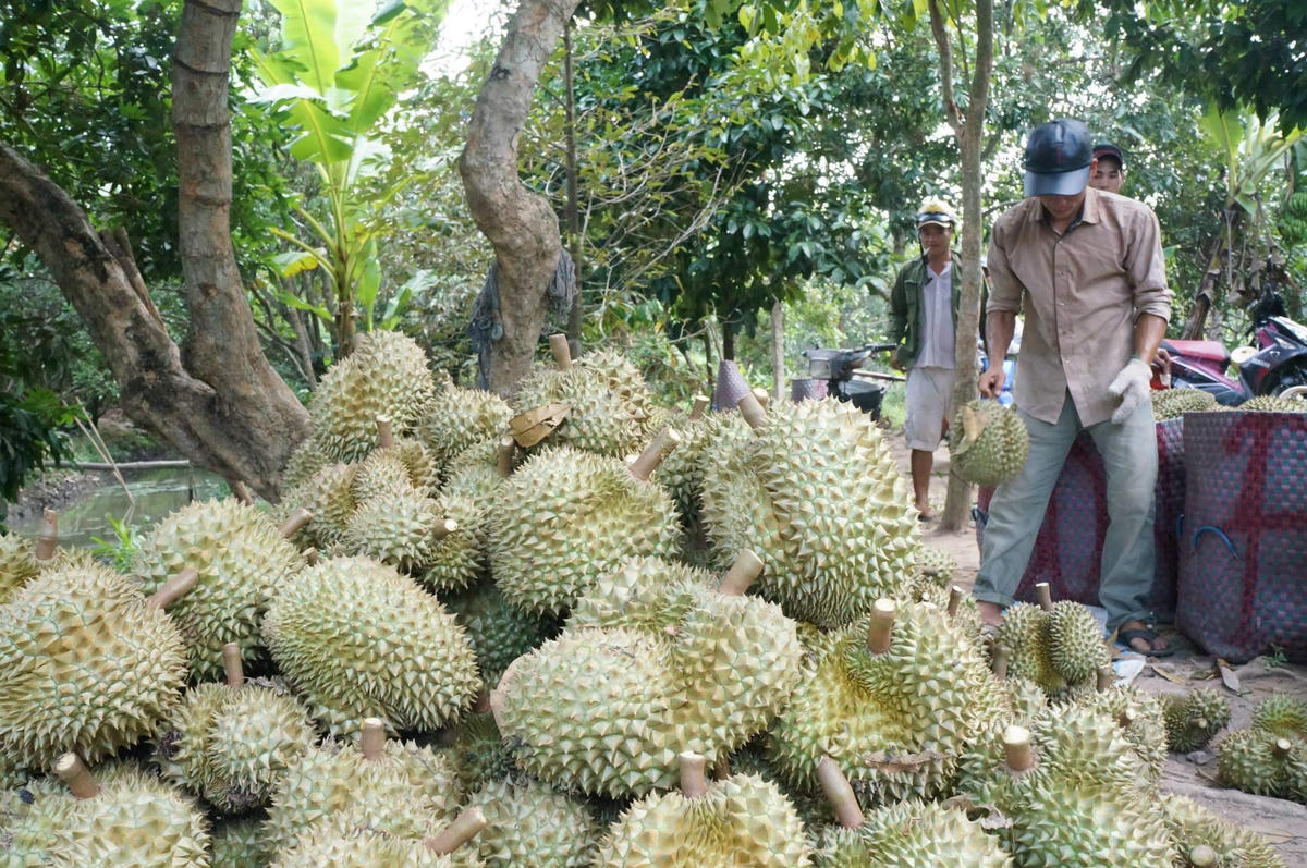 Sau thời gian gặp khó khăn, xuất khẩu sầu riêng đang ghi nhận mức tăng trưởng khá. Ảnh: Đ.TR.