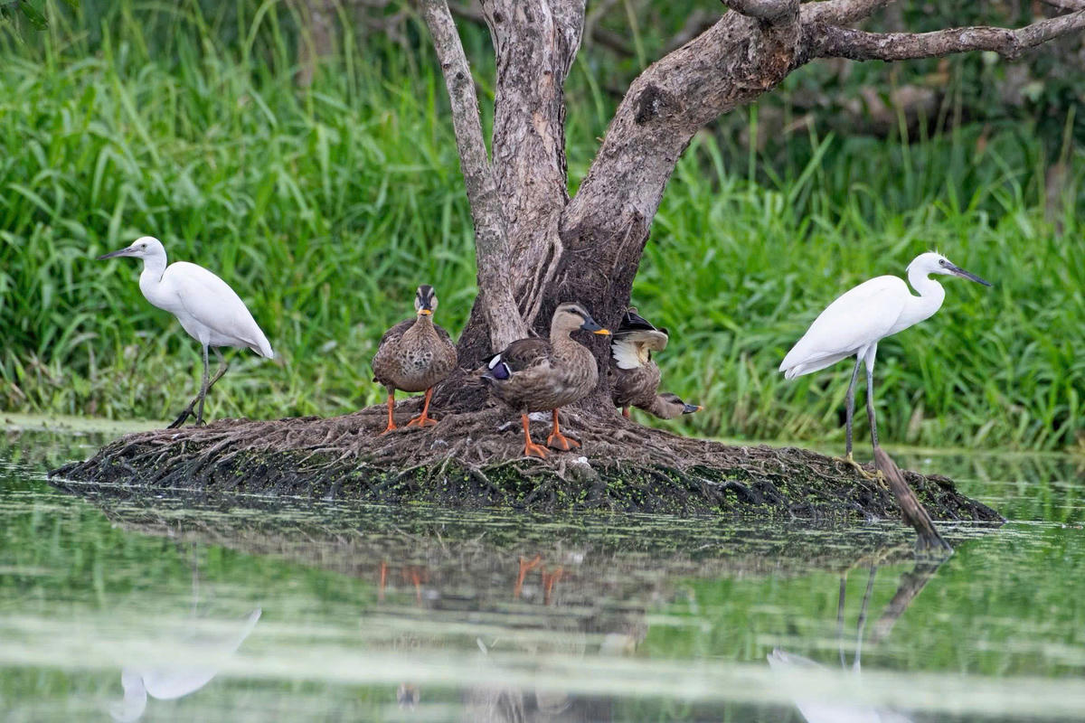 Rừng tràm Trà Sư là nơi trú ngụ của nhiều loài chim. Ảnh: H.A
.	
