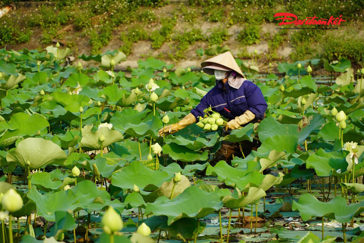 Trong các sản phẩm Ocop, những đặc sản làm từ sen mang thương hiệu đặc trưng của vùng đất Kim Liên.