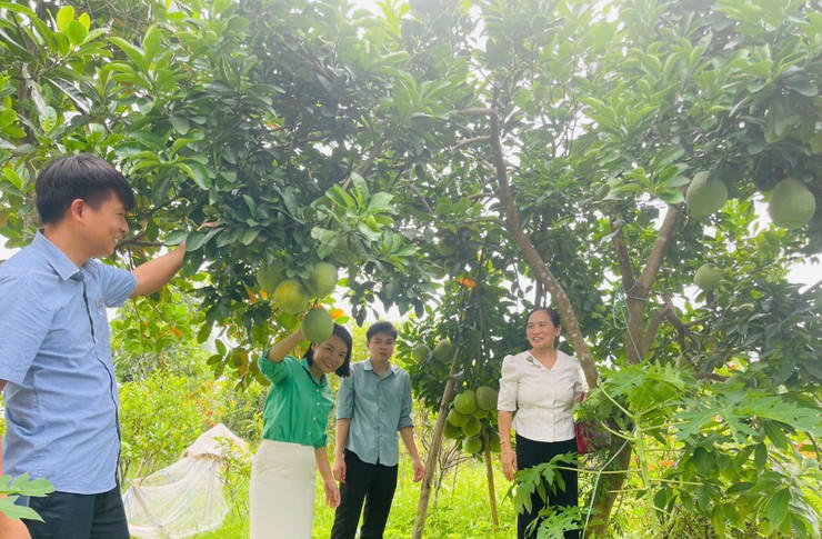 Thăm quan vườn bưởi tại thôn Phù Lưu Tế Trung. Ảnh: Mỹ Đức