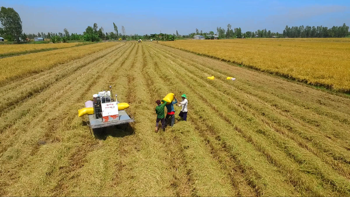 Nông dân Đồng Tháp thu hoạch lúa chất lượng cao, phát thải thấp. Ảnh: Thanh Tiến.