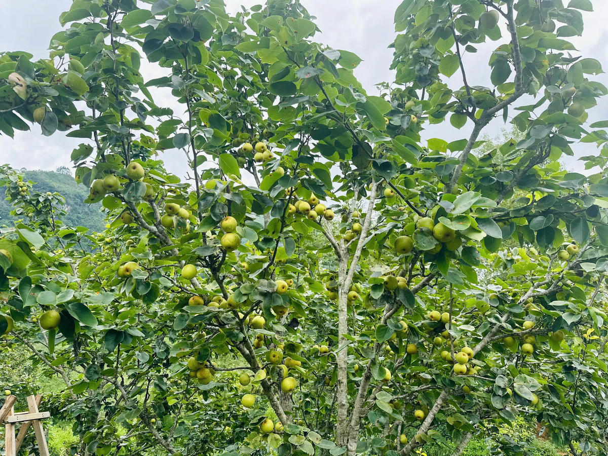 Gieo những mùa ngọt trên miền đá xám