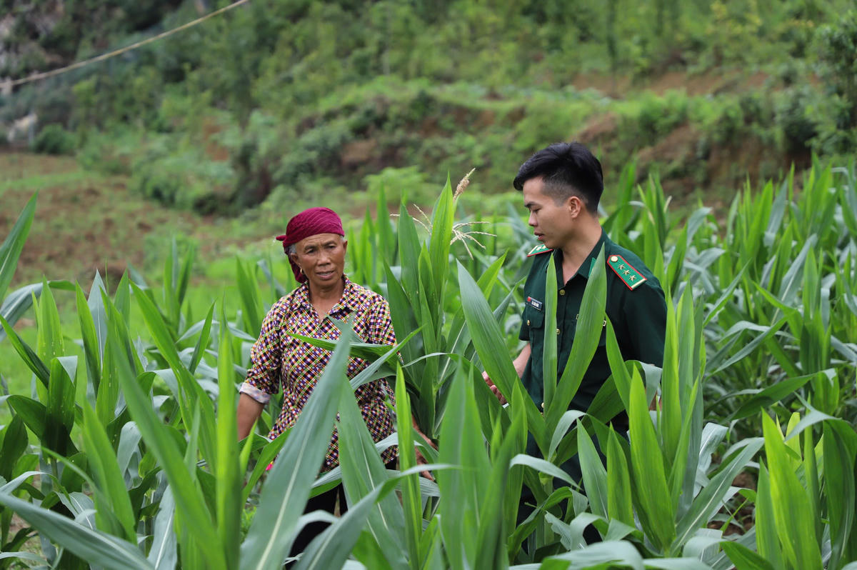 Ngô từ lâu là cây trồng quen thuộc của đồng bào vùng Cao nguyên đá Đồng Văn.