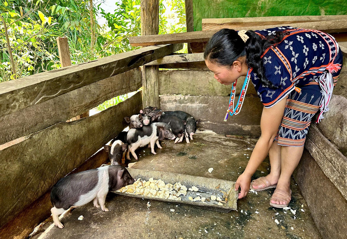 Người dân đồng bào miền núi TP Đà Nẵng được chương trình mục tiêu Quốc gia hỗ trợ heo giống để phát triển kinh tế. Ảnh: AN.
