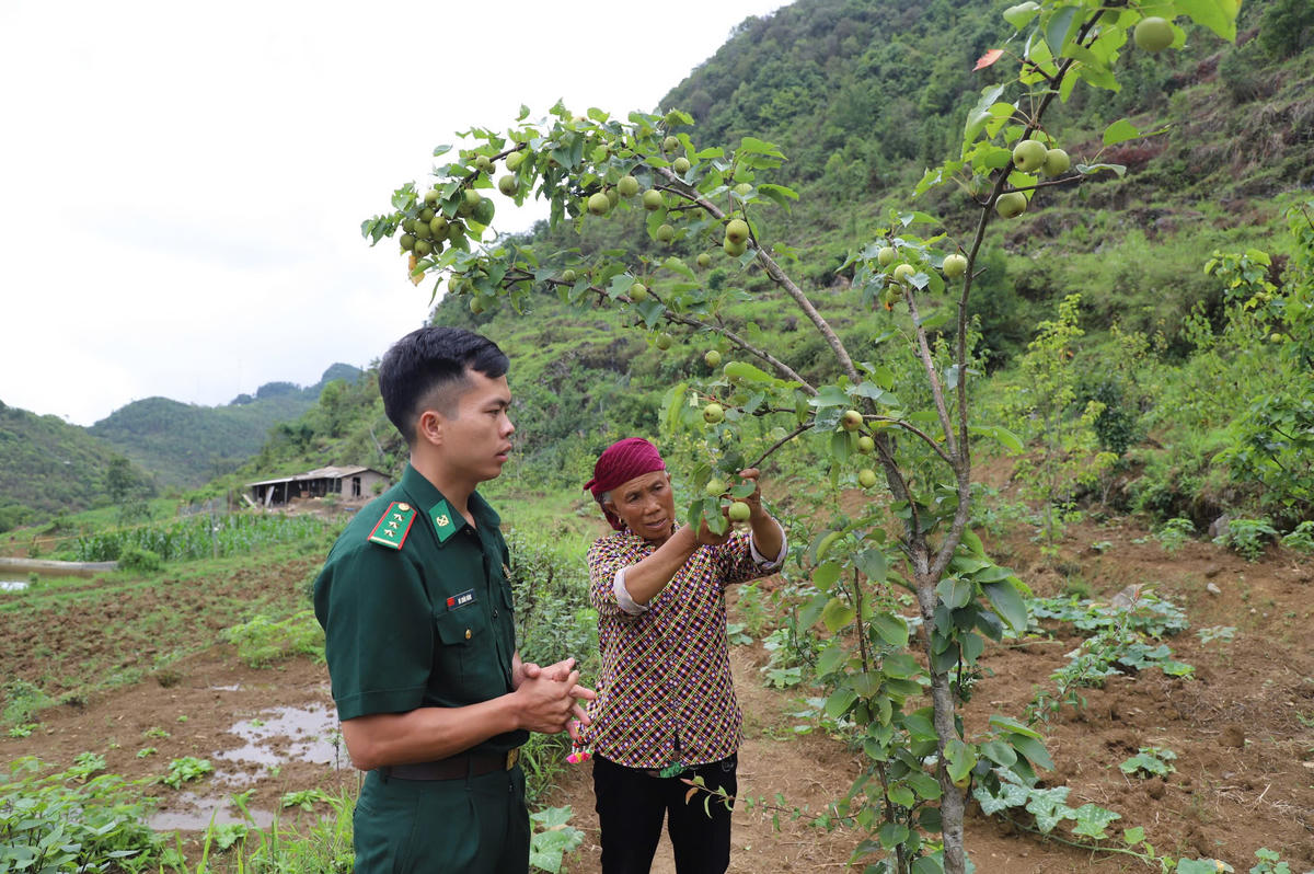  Mô hình trồng cây lê ngọt của bà Vàng Thị Máy, thôn Lô Lô Chải, xã Lũng Cú. 