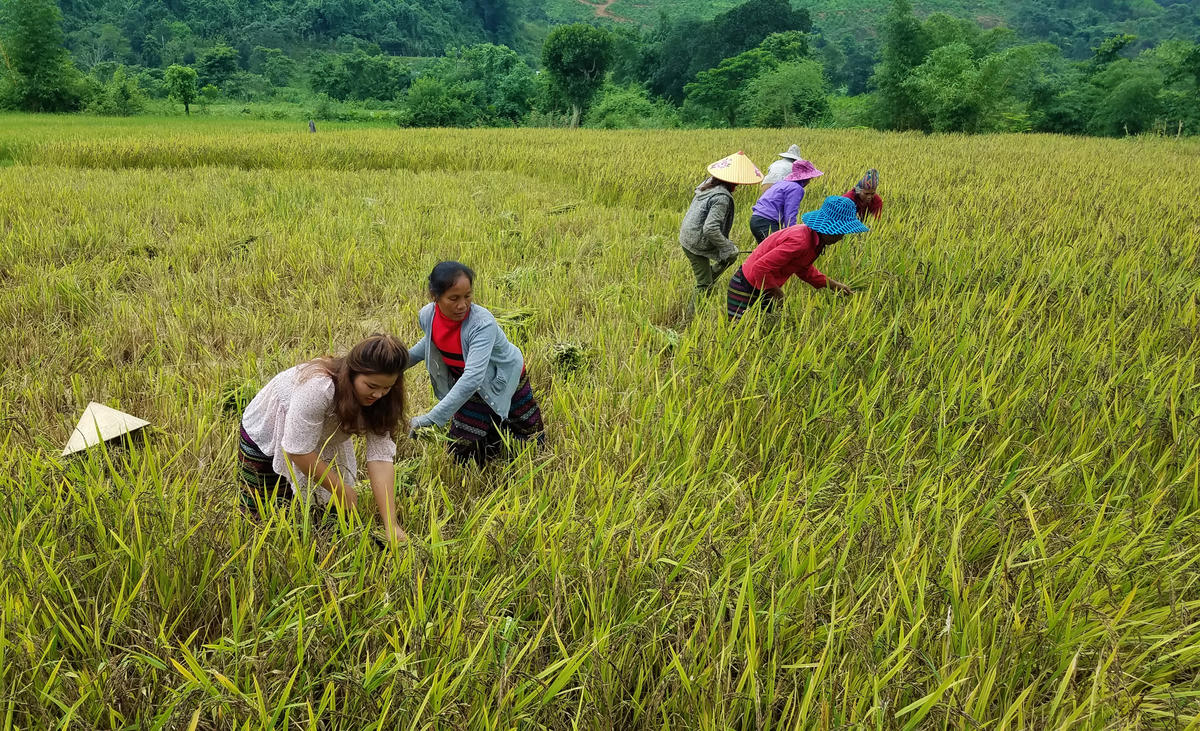 Phụ nữ dân tộc Bru – Vân Kiều ở xã Kim Ngân vươn lên phát triển kinh tế hộ gia đình (trong ảnh, bà con thu hoạch lúa nếp than). Ảnh: H.G