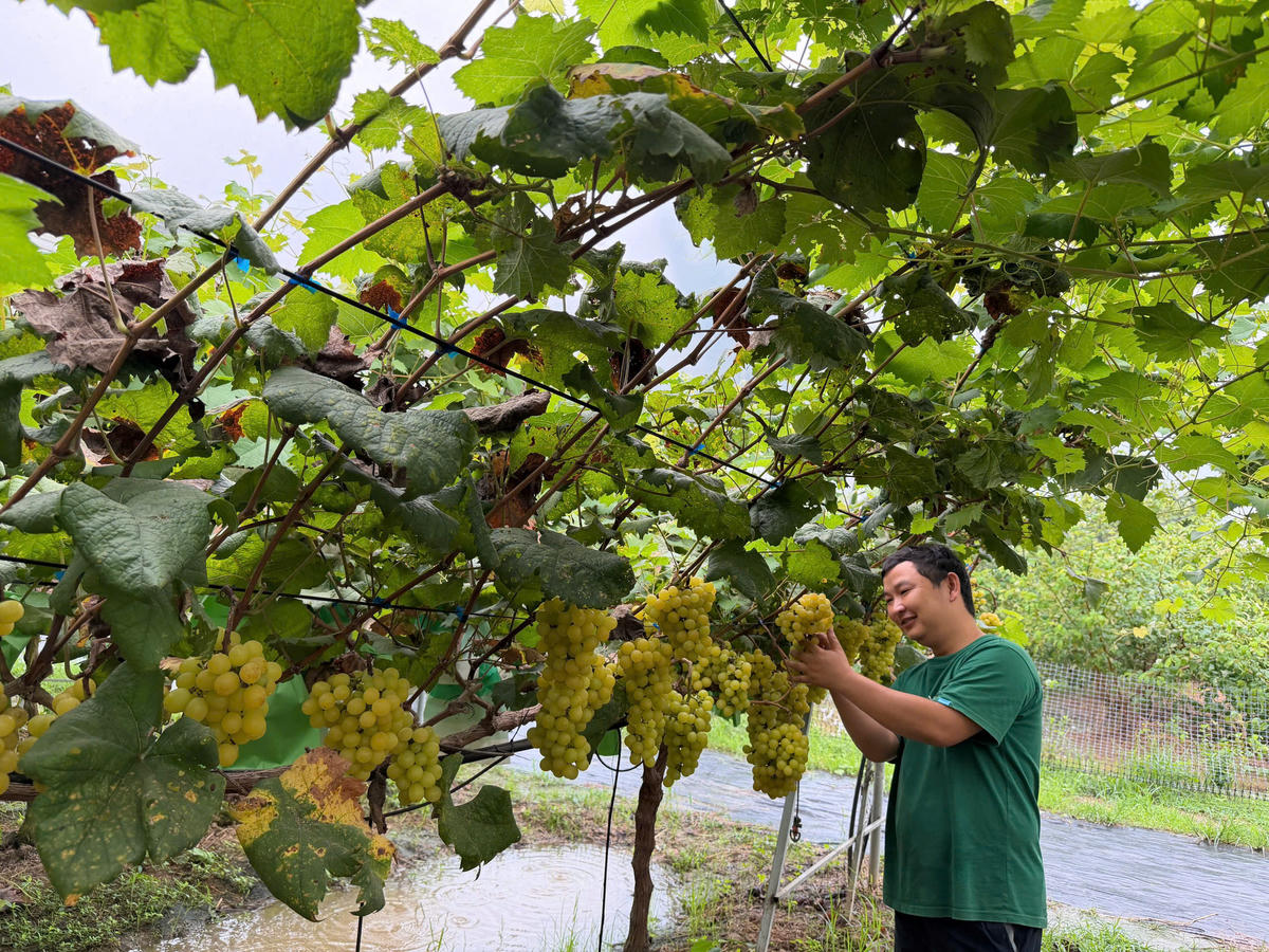 Nông nghiệp sinh thái: “Tấm hộ chiếu xanh” cho nông sản Việt - Bài 2: Hà Nội đẩy mạnh chuyển đổi xanh trong sản xuất nông nghiệp