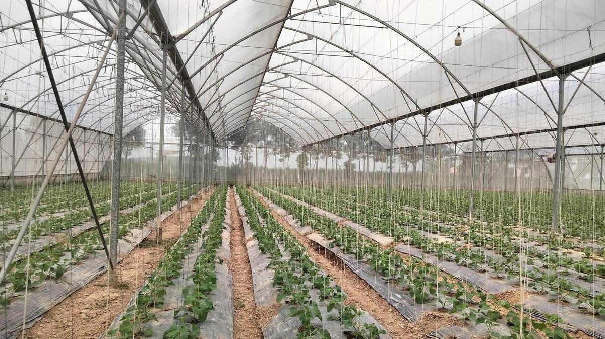 Trách nhiệm mở rộng của nhà sản xuất EPR sẽ tạo cú hích cho kinh tế tuần hoàn trong nông nghiệp. Ảnh nhà màng trồng dưa lưới. Ảnh: Hạ Lan.