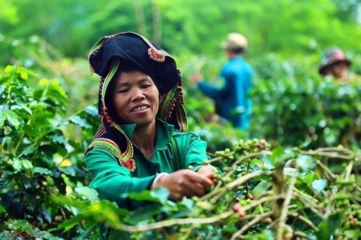 Người dân Mường Ảng (tỉnh Điện Biên) thu hoạch cà phê Arabica sinh thái. Ảnh: Chu Khôi.