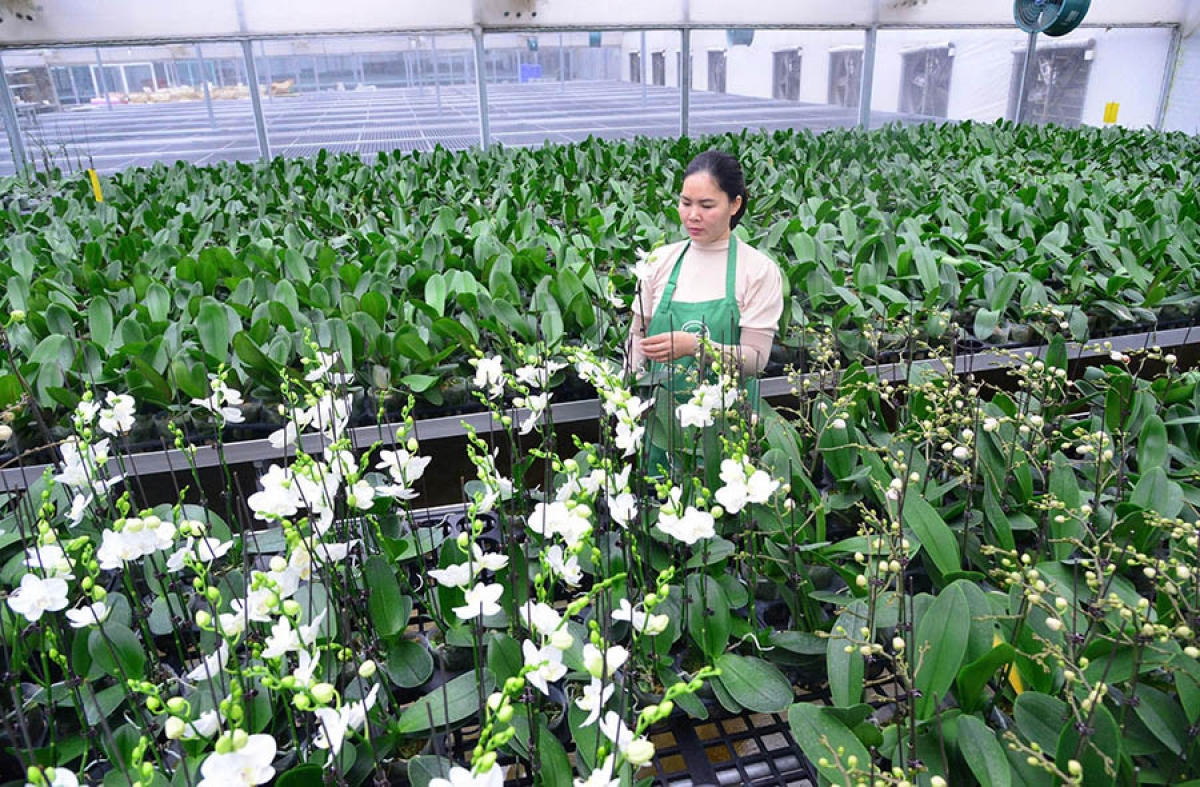 Nông nghiệp sinh thái: “Tấm hộ chiếu xanh” cho nông sản Việt - Bài 3: Để nông nghiệp sinh thái đi vào thực chất
